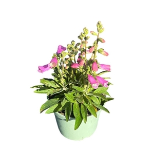 Digitalis Pink Panther