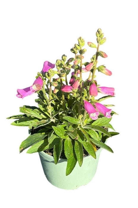 <h4>Digitalis Pink Panther</h4>