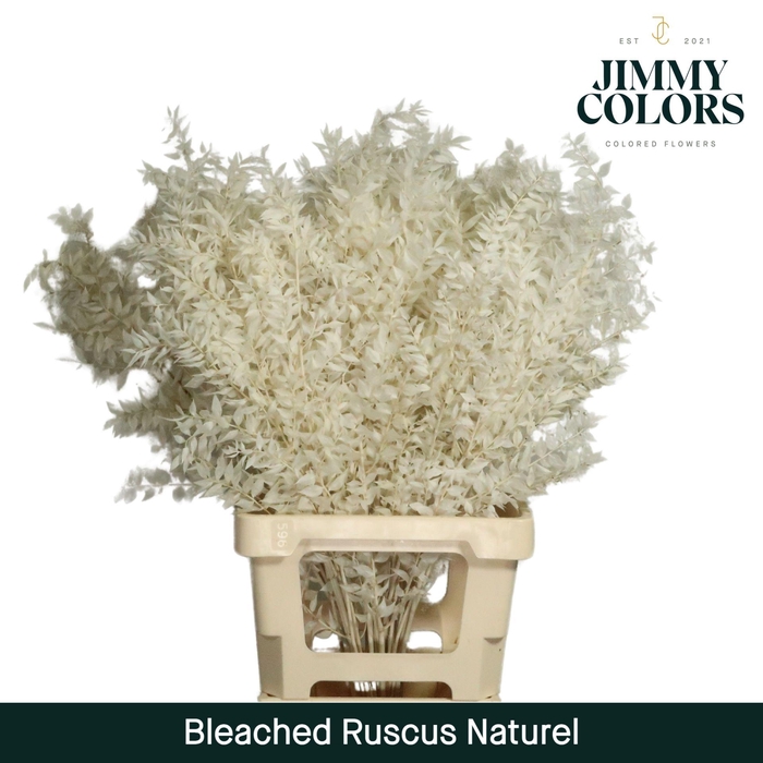 <h4>Ruscus Bleached Italy L70 Naturel</h4>
