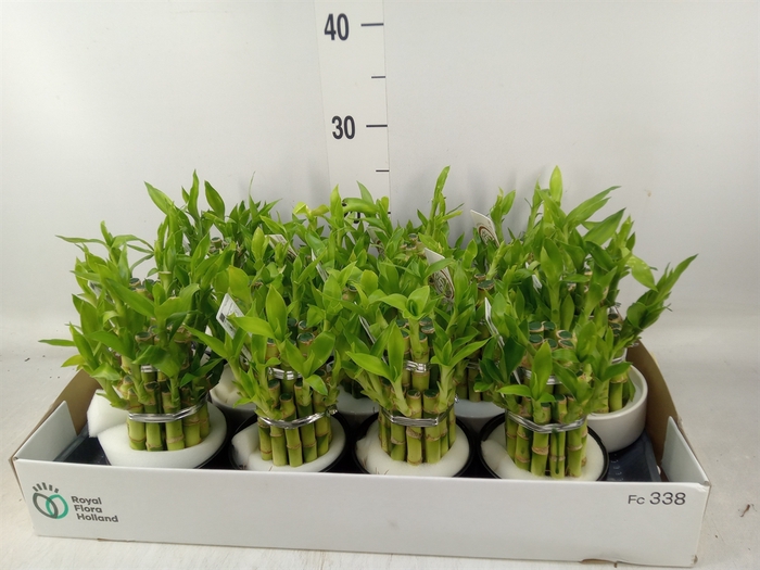 <h4>Dracaena sand. 'Lucky Bamboo' ..pyr</h4>