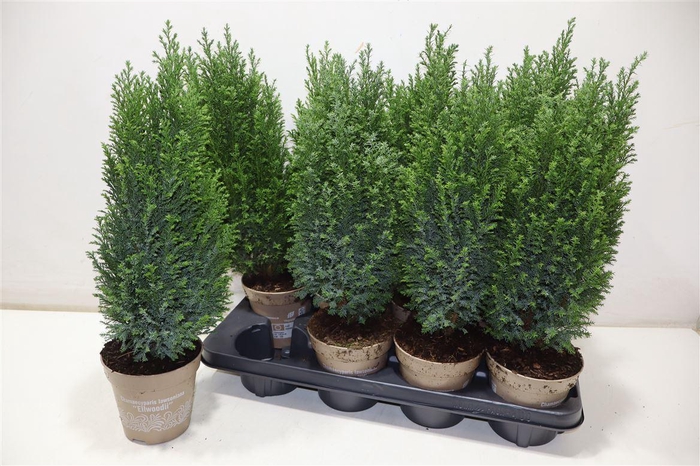 <h4>Cham L Ellwoodii</h4>