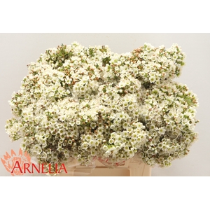 CHAMELAUCIUM 'DAWN PEARL'