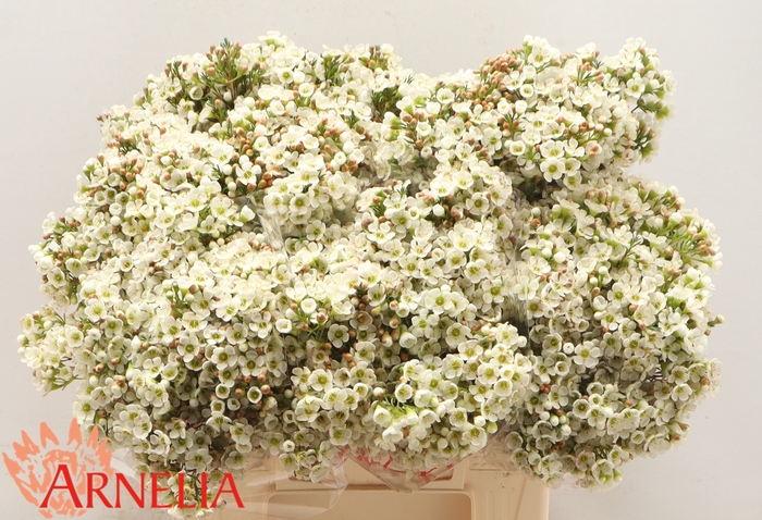 <h4>CHAMELAUCIUM 'DAWN PEARL'</h4>