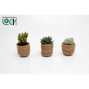 Succulenten mix in Stef Rotan Nature