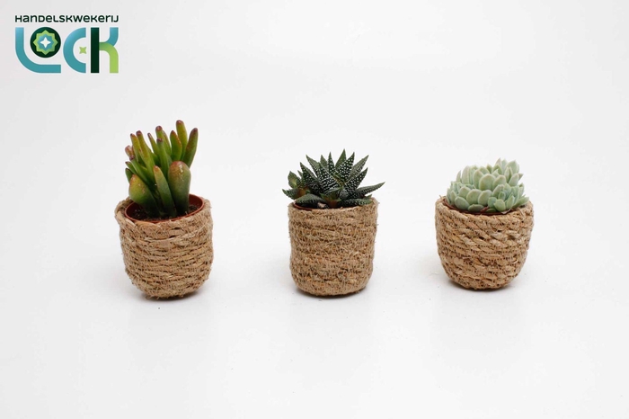 <h4>Succulenten mix in Stef Rotan Nature</h4>