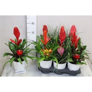 Bromelia Gem 5 Srt Ceramic