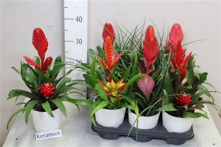 <h4>Bromelia Gem 5 Srt Ceramic</h4>