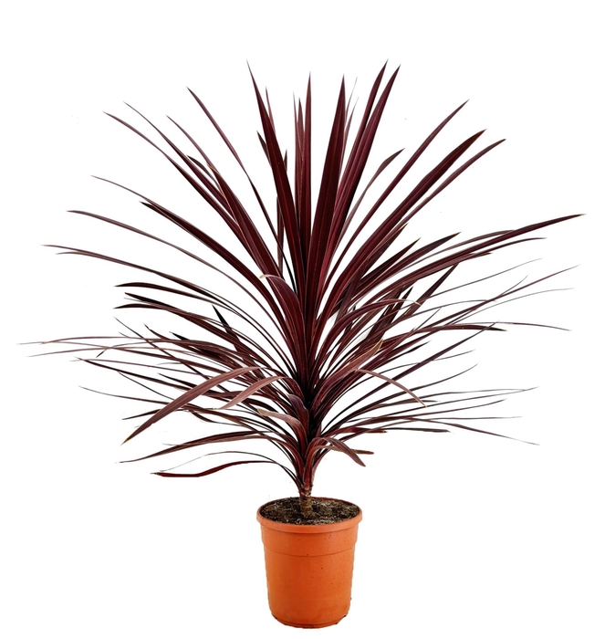 <h4>Cordyline australis red star</h4>