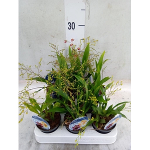 Oncidium   ...