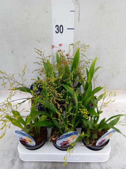 <h4>Oncidium   ...</h4>