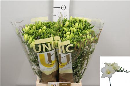 <h4>Fr En Ambiance</h4>