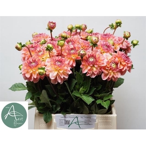 Dahlia Sebastian Aert