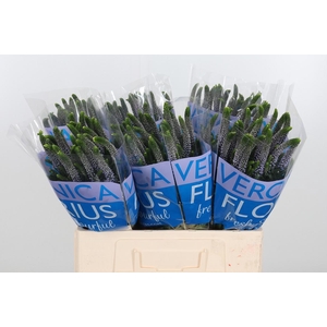 Veron Smart June Milka