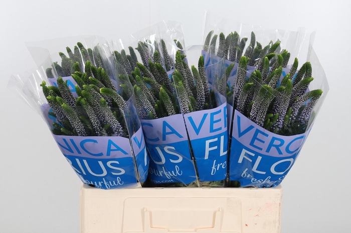 <h4>Veron Smart June Milka</h4>