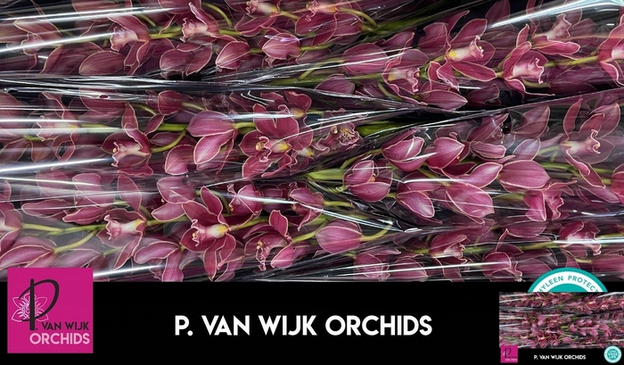 <h4>CYMB T GRAND CANYON</h4>