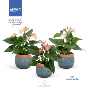 Anthurium - Karma Joli mix | 9cm | Orleans keramiek