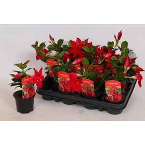 MANDE RIO PETITE RED stock