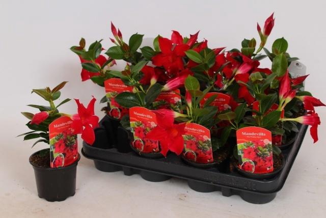 <h4>MANDE RIO PETITE RED</h4>