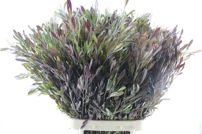 <h4>Dodonaea Viscosa Ov</h4>