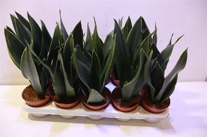 <h4>Sansev Trifascia Ov</h4>