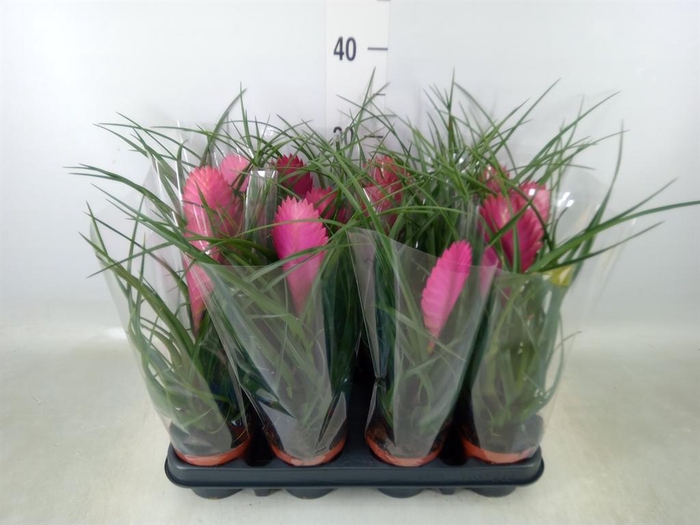 <h4>Tillandsia cyanea 'Anita'</h4>