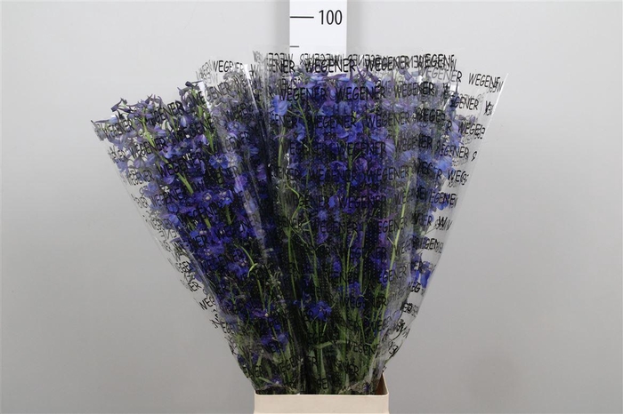 <h4>Delph En Donna</h4>