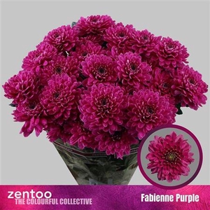 Chrysanthemum (Indicum Grp) grappe Fabienne Purple