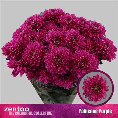 <h4>Chrysanthemum (Indicum Grp) grappe Fabienne Purple</h4>
