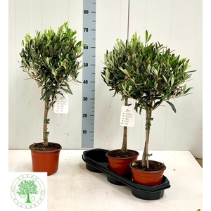 OLEA EUROPAEA
