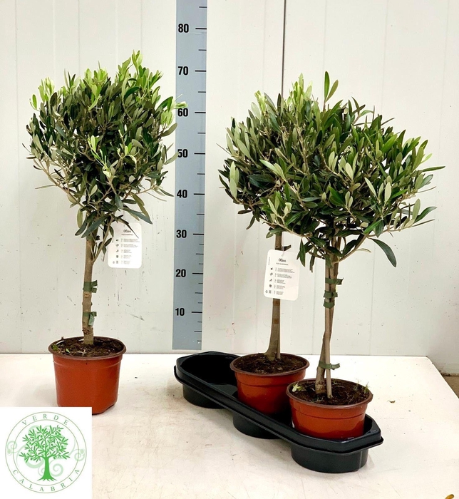 <h4>OLEA EUROPAEA</h4>