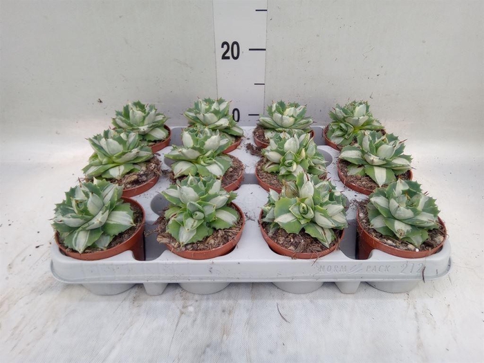 <h4>Agave   ...</h4>