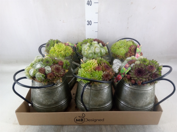 <h4>Planten  ..in schaal L%</h4>
