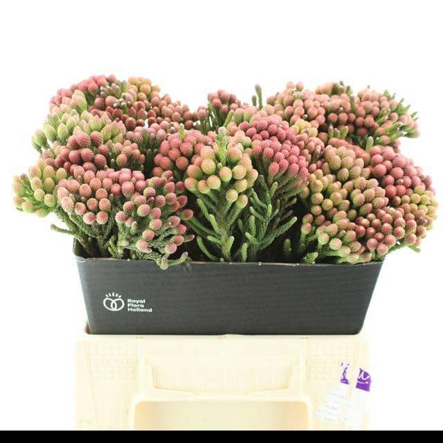 <h4>BRUN LA RED</h4>