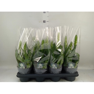 Ornithogalum thyrs.