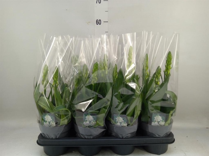 <h4>Ornithogalum thyrs.</h4>