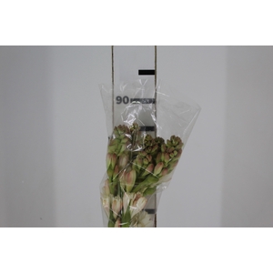 ANGELICA 090 CM
