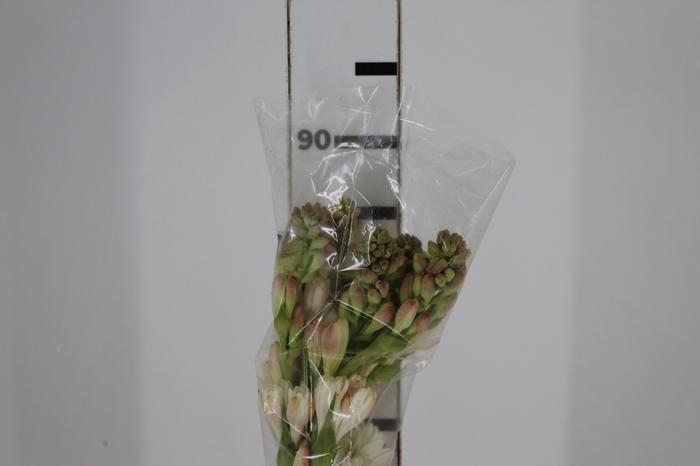 <h4>ANGELICA 090 CM</h4>