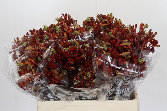 <h4>ANIGOZ EARLY SPRING</h4>