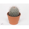 Mammillaria bombycina