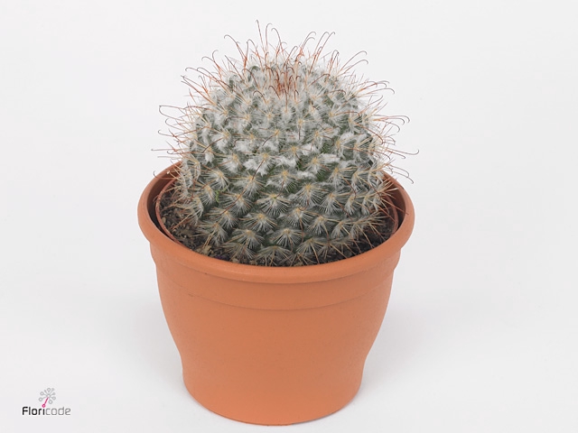 Mammillaria bombycina