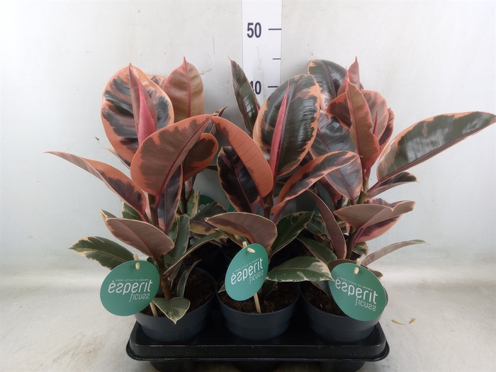 <h4>Ficus elastica 'Belize'</h4>