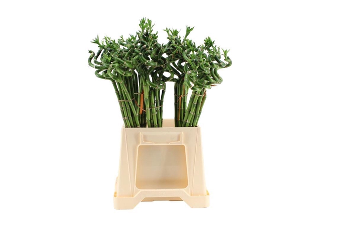 <h4>Lucky Bamboo Spiraal 45</h4>
