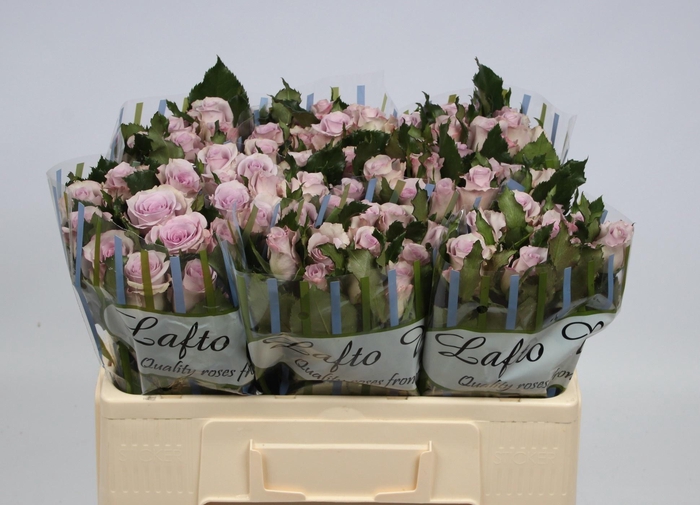 <h4>R GR OCEAN SONG</h4>