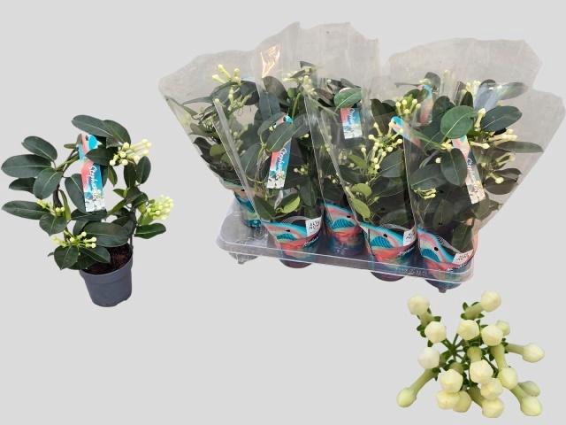 <h4>STEPH FL OV</h4>