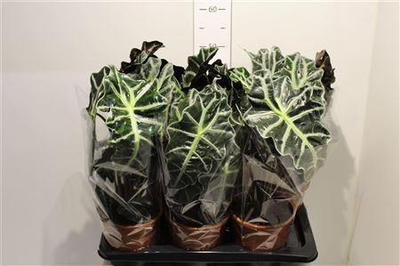 <h4>Aloc Polly 2 Stek</h4>