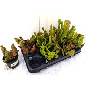 SARRACENIA OV