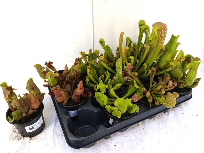 <h4>SARRACENIA OV</h4>