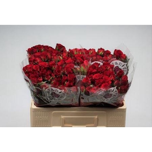 R Tr Velvet Blossoms