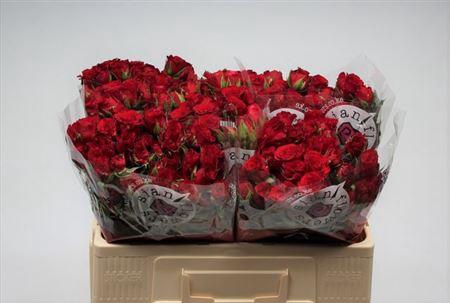 <h4>R Tr Velvet Blossoms</h4>