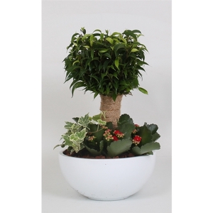 Arrangement Ficus jute stam in schaal